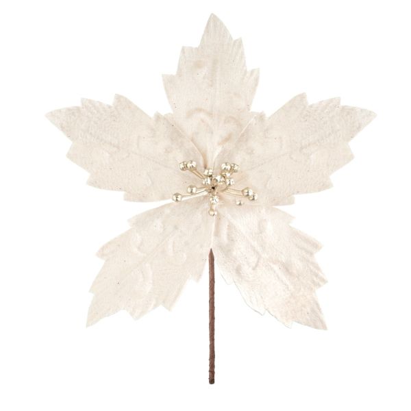 Fiore di Natale champagne Explosion Stellaire 20 cm