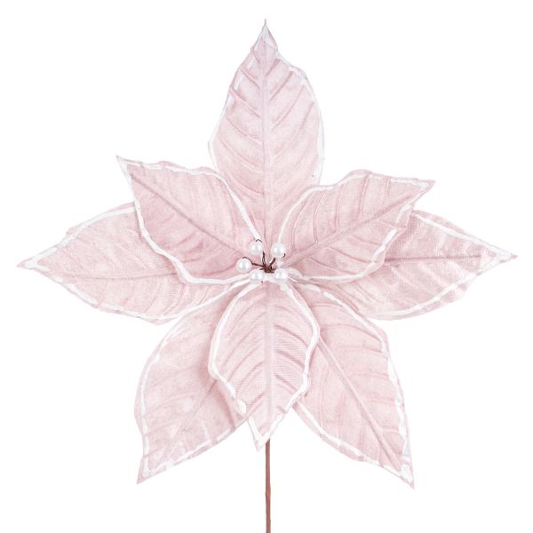 Fiore di Natale rosa Sommet de l'Himalaya 20 cm